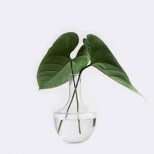 Home plant1 free img